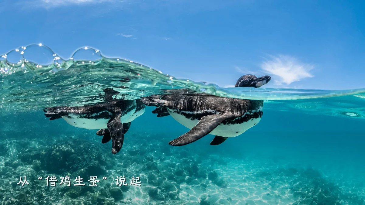 从“借鸡生蛋”说起