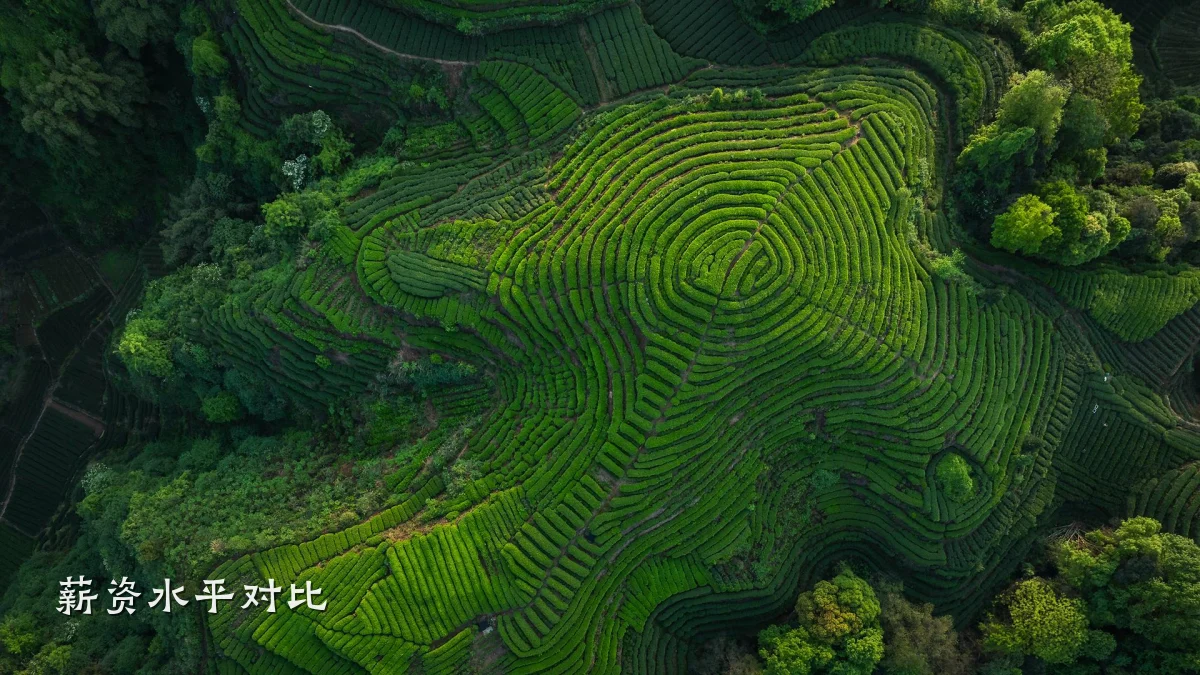 薪资水平对比