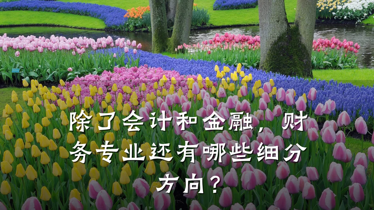 除了会计和金融，财务专业还有哪些细分方向？
